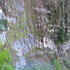 Plants: image 54 Of 208 Thumb
